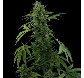 CG Pineapple Xpress (x1) - SE