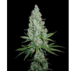 ES Auto Amnesia Lemon (x1) - SE