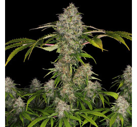 ES Auto Black Domina (x1) - SE